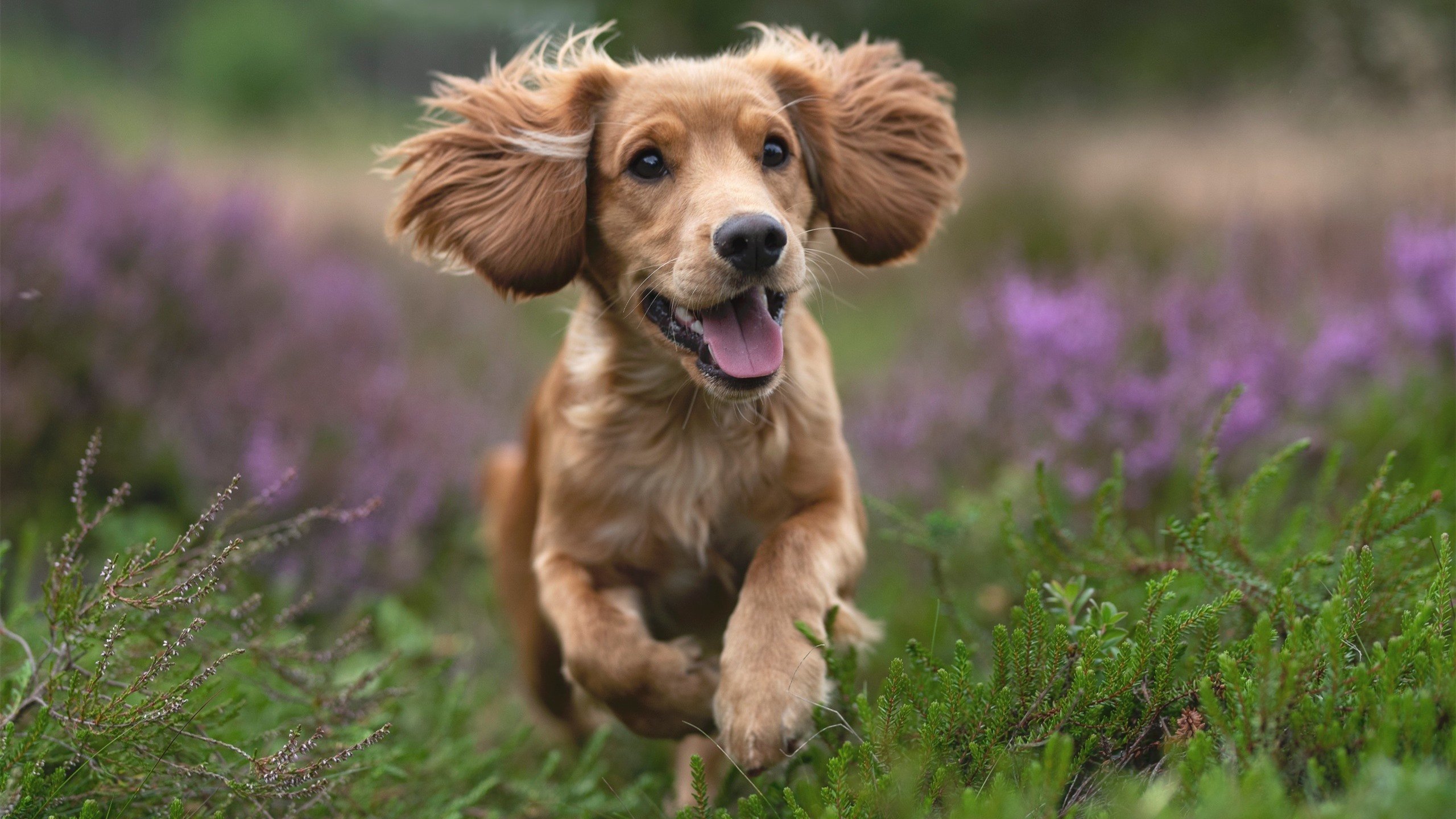 中国青少年篮球论坛召开，行业创新与发展集思广益，中国青少年篮球队